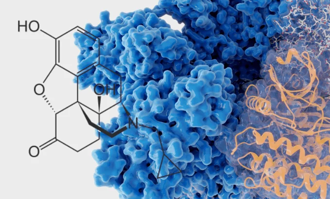 Extraordinary Homeostatic Benefits of Low Dose Naltrexone