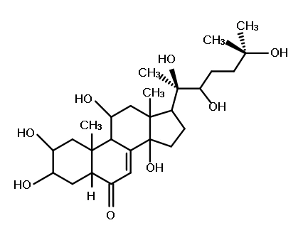 Turkesterone – How Does It Work?