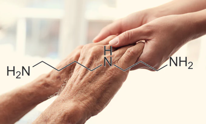 How Does Spermidine Delay Aging In Humans