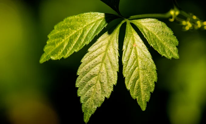 rapamycin-induces-autophagy